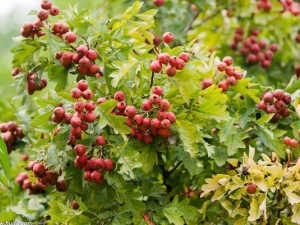 ɽ���Ĺ�Ч������ ɽ���ĸ�������