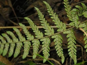 ��ëާ�Ĺ�Ч������ ��ëާ�ĸ���