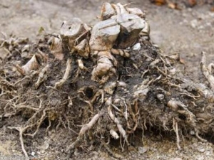 ɽ֦���Ĺ�Ч������ ɽ֦�����÷�����