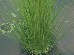 ��ë�ݵĹ�Ч������ ��ë�ݵĸ���