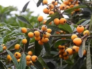 ɽ���˵Ĺ�Ч������ ɽ���˵ĸ���