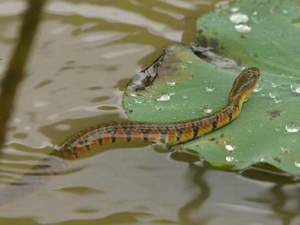 ˮ�ߵ�Ӫ����ֵ ˮ�ߵ�ʳ�÷���