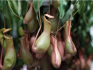 �����ݵĹ�Ч������ �����ݵ��÷�����