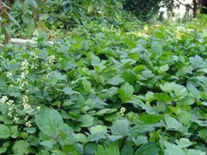 ��ޤ�ӲݵĹ�Ч������ ��ޤ�Ӳݵ��÷�����