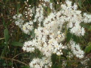 ɽ�����Ĺ�Ч������ ɽ�������÷�����