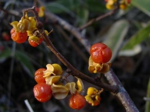 ɽ���ƵĹ�Ч������ ɽ���Ƶĸ�������