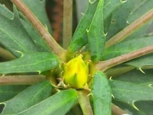 ʮ����Ҷ�Ĺ�Ч������ ʮ����Ҷ���÷�����