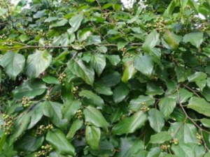 ���ח�_���ח��Ĺ�Ч|�÷�����