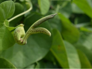 ����������_����������Ĺ�Ч|�÷�