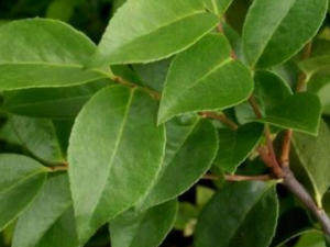 ����_����Ĺ�Ч����|�÷�