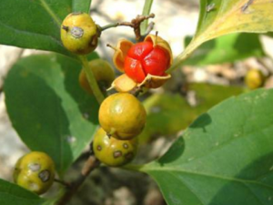 ���߸���_���߸����Ĺ�Ч|�÷�