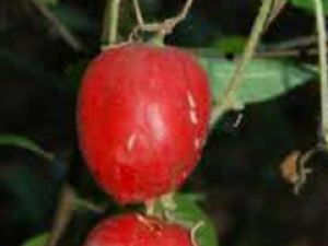 �ϳ୔_�ϳ୔�Ĺ�Ч|�÷�