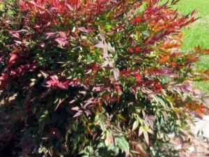 ������-������Ĺ�Ч|��������