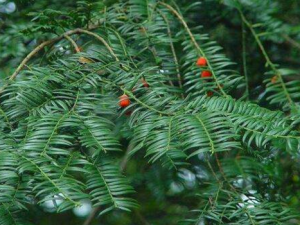 Ϸ춹ɼ_Ϸ춹ɼĹЧ|