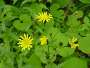 ë���˵Ĺ�Ч������ ë���˵ĸ���