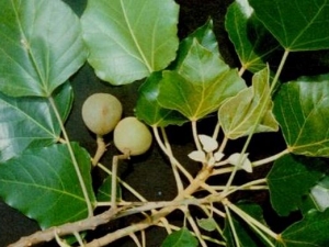 ʯ���Ĺ�Ч������ ʯ���Ĺ�ҵӦ��