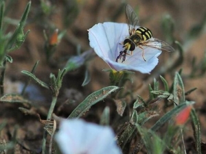 ���������Ĺ�Ч������ ���������ĸ���