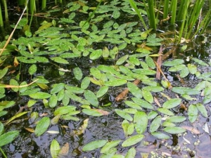 ��ˮ�ݵĹ�Ч������ ��ˮ�ݵ��÷�����