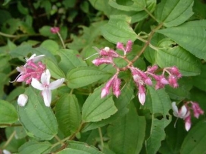 ����ݵĹ�Ч������ ����ݵĸ�������