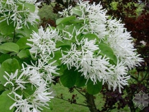 �������Ĺ�Ч������ ���������÷�����