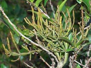 �������Ĺ�Ч������ ���������÷�����