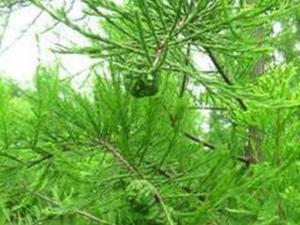 ˮ�ɵĹ�Ч������ ˮ�ɵ��÷�����