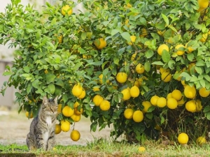 ���ʸ��Ĺ�Ч������ ���ʸ��ĸ�������