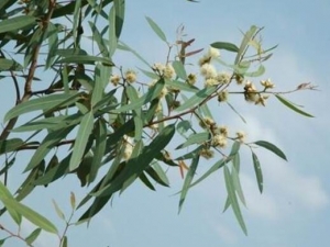 ������Ҷ�Ĺ�Ч������ ������Ҷ�ĸ�������