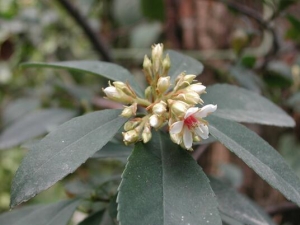 ����ľ�Ĺ�Ч������ ����ľ�ĸ���