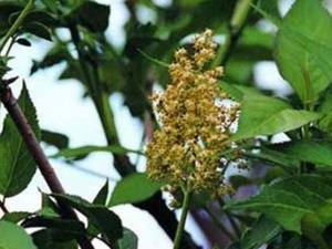 ������Ĺ�Ч������ ��������÷�����