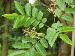 ��ǹ�˸��Ĺ�Ч������ ��ǹ�˸����÷�����