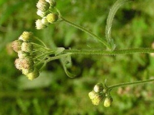 �׾ƲݵĹ�Ч������ �׾Ʋݵĸ���