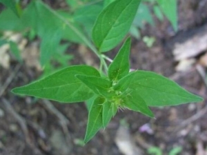 ɽ�޻��Ĺ�Ч������ ɽ�޻����÷�����