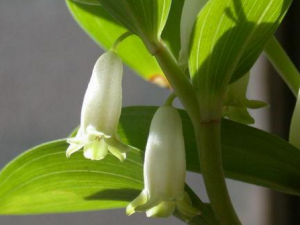 �����ʳ������Щ ����������ʳ���������Լ�