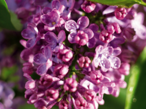 ����Ĺ�Ч���� ��������Щ��ҩ����