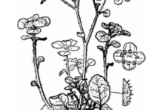 ŮԳڷñҩעʲô мӦҩ