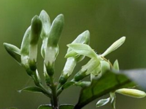 ������ɰ�ᵼ���ж� ������ɰ����ЩҪע���