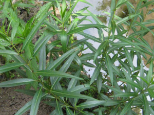 ��ǰ�Ĺ�Ч������ ��ǰ���ٴ�Ӧ��