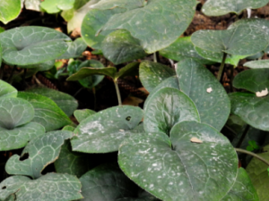 ϸ���ж��� ϸ��������Щ��Ч