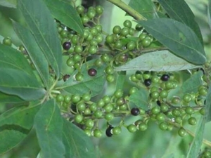 ɽ�����Ĺ�Ч������ ɽ�����ĸ�������