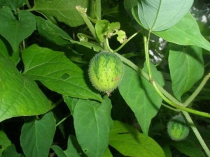 ����ƤҶ�Ĺ�Ч������ ����ƤҶ�ĸ���