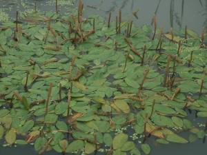 ���Ӳ˵Ĺ�Ч������ ���Ӳ˵ĸ���