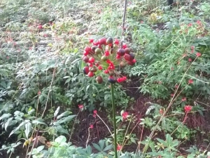 ���ӲεĹ�Ч������ ���Ӳεĸ�������