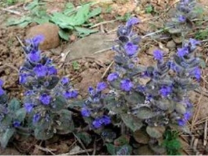 ɽ��ݵĹ�Ч������ ɽ��ݵ��÷�����