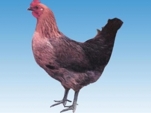 �����ֵĹ�Ч������ �����ֵĸ�������