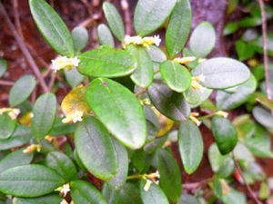 �����ٵĹ�Ч������ �����ٵĸ���