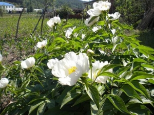 ����ͨ�������� ����ͨ������Ч ����ͨ������������