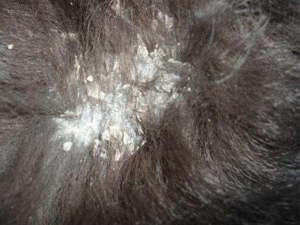 ͷƤм����ԭ�� ͷƤм����ʲô��