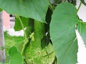 ���¬���Ĺ�Ч������ ���¬�����÷�����