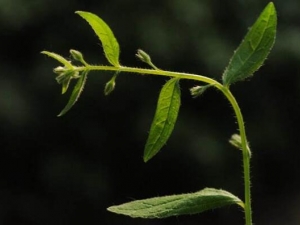 ����ƵĹ�Ч������ ����Ƶĸ���